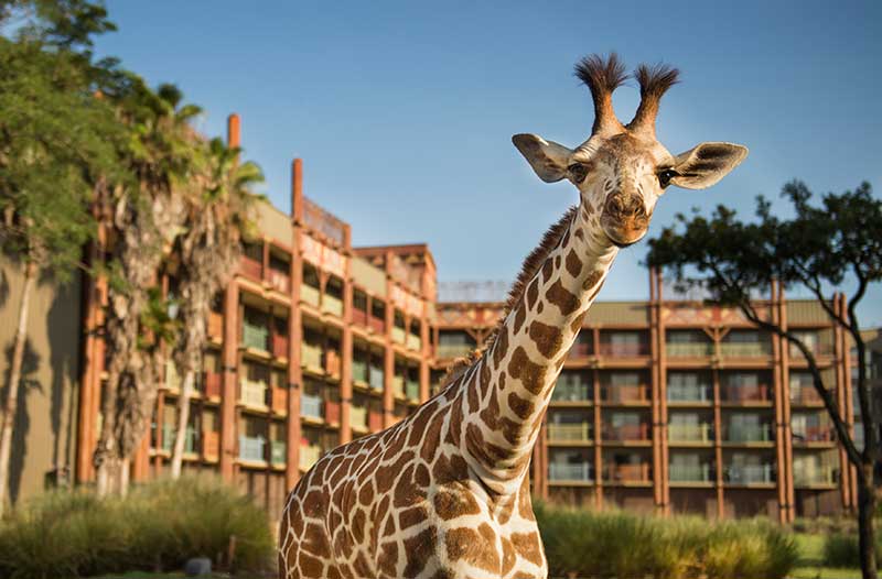 Animal-Kingdom-Lodge-Giraffe Disney's Animal Kingdom Lodge