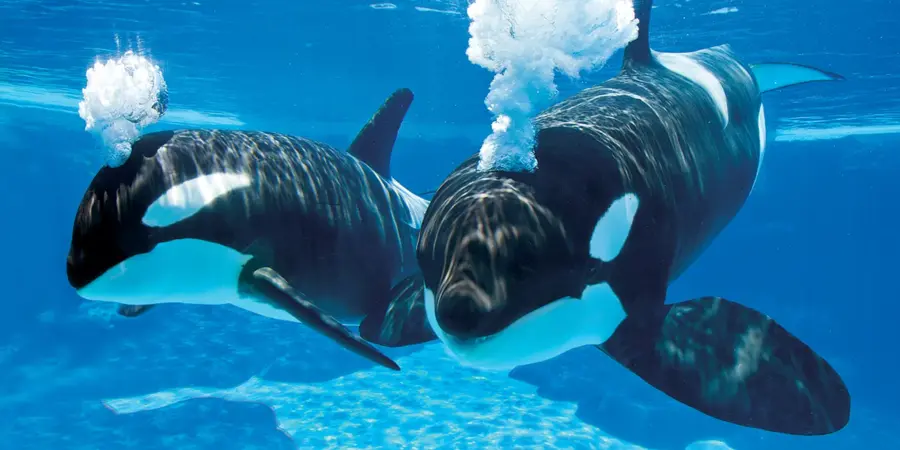 Orcas underwater